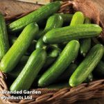Cucumber Grafted Plant – Mini Stars