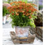 Achillea Plant – Milly Rock Red