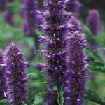 Agastache Plants – Liquorice Blue