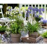 Agapanthus Plants – Blue and White Collection
