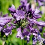 Agapanthus Plant – Poppin Purple