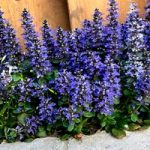 Ajuga rep. Plants – Blueberry Muffin