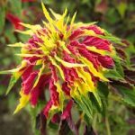 Callaloo Plants – Amaranthus sp