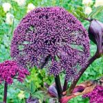 Angelica Plant – Gigas