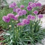 Armeria Plant – Ballerina Purple Rose