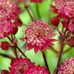 Astrantia Plant – Star of Love