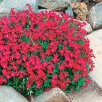 Aubrieta Seeds – Cascade Red
