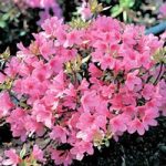 Rhododendron (AJ) Plant – Madame van Hecke