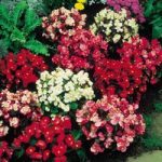 Begonia Supaseeds – F1 Devon Gems Mix