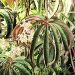 Begonia Plant – Luxurians