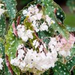 Begonia Plant – Maculata Wightii