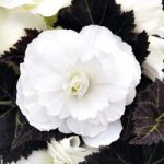 Begonia Nonstop Joy Mocca White