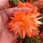 Begonia Plants – Belleconia Soft Orange
