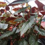 Begonia Plant – Lucerna