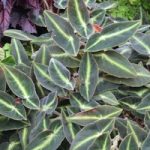 Begonia Plant – Listada