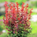 Berberis thunb. Plant – Orange Rocket®