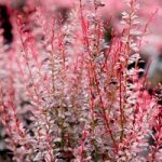 Berberis thun. Plant – Rosy Rocket®