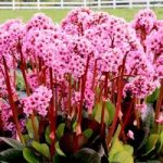 Bergenia Plants – Spring Fling