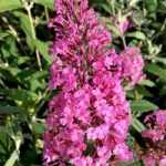 Buddleia davidii Plant – Pink Delight