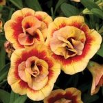 Calibrachoa Plants – Double Orange Red Eye