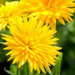 Calendula Seeds – Porcupine Yellow