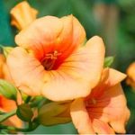 Campsis t. Indian Summer ®