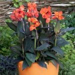 Canna Plant – Cannova Bronze Orange