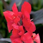 Canna Plant – Cannova Bronze Scarlet