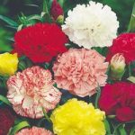 Carnation Seeds – Chabaud Giant Mix