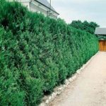 Thuja Atrovirens (Western Red Cedar) Plant – 2L Value Hedging Range
