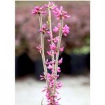 Cercis chinensis Plant – Avondale
