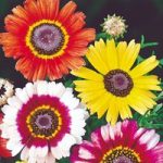 Chrysanthemum carinatum Seeds – Sunshine Mix