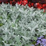 Cineraria Plants – Silverdust
