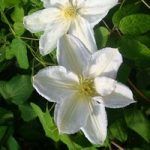 Clematis ‘Madame Le Coultre’