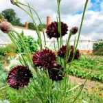 Cornflower Seeds – Black Ball
