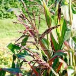 Prairie Seeds – Ornamental Corn Japonica