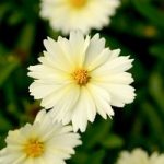 Coreopsis Plant – Uptick Cream