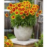 Coreopsis Plant – Uptick Gold and Bronze