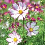 Cosmos Seeds – Tip Top Picotee