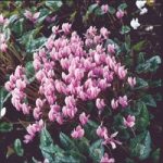 Cyclamen Hardy Seeds – Hederifolium Winter Cheer