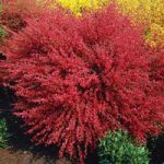 Cytisus Plant – Boskoop Ruby