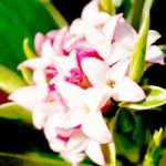 Daphne odora Plant – Aureomarginata