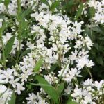 Deutzia Plant – Yuki Snowflake Proven Winners®