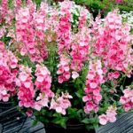 Diascia Plants – Pink Bicolour
