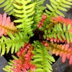 Doodia aspera Plant – Rough Ruby