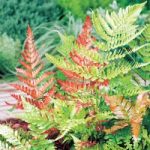 Dryopteris Erythrosora Plant