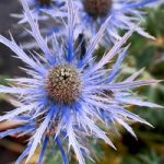 Eryngium alpinum Seeds – Blue Ice