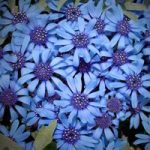 Felicia Seeds – Pretty Blue
