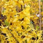 Forsythia Plant – Goldrausch