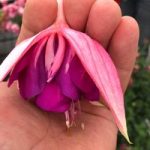 Fuchsia Plants – Giant-flowered Taffeta Bow